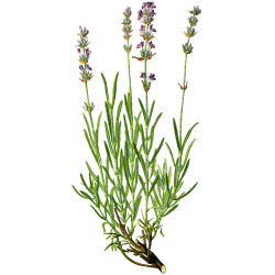 Huile essentielle Lavande Fine Bio (Lavendula angustifolia)