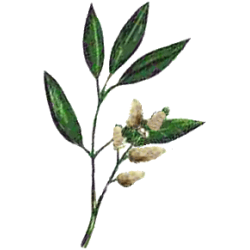 Huile essentielle Litsee Citronnée Bio (Litsea cubeba Persoon)