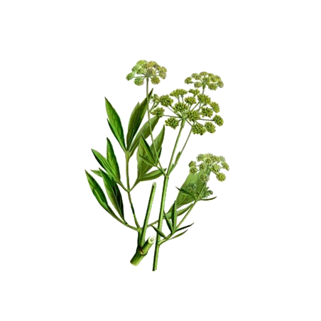 Huile essentielle Livèche bio (Levisticum officinalis)