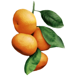 Huile essentielle Mandarine Verte bio (Citrus reticulata Blanco)