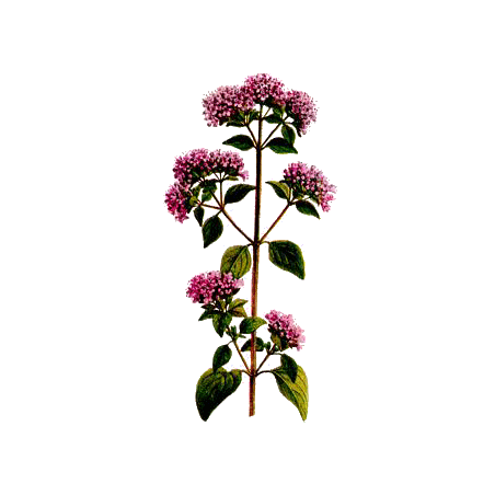 Huile essentielle Marjolaine à Coquilles bio (Origanum majorana)