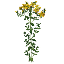 Huile essentielle Millepertuis bio (Hypericum perforatum)