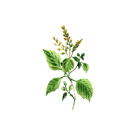 Huile essentielle Patchouli bio (Pogostemon cablin)