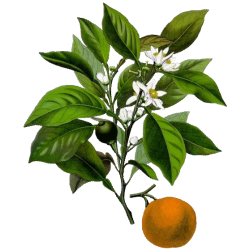 Huile essentielle Petitgrain Bigaradier bio (Citrus aurantium)