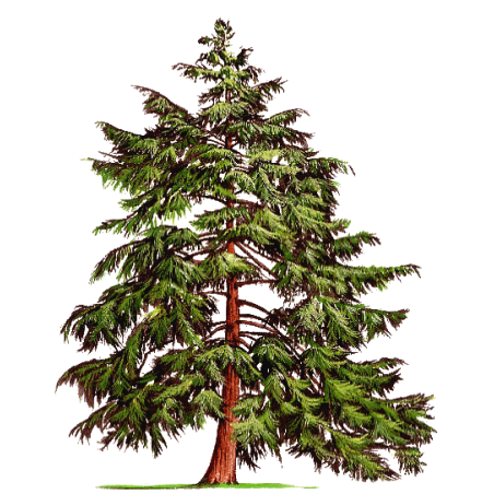 Huile essentielle Pruche bio (Tsuga canadensis)