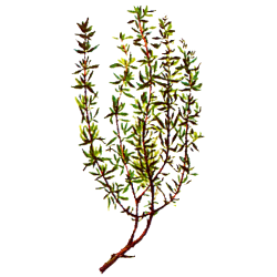 Huile essentielle Thym à Linalol bio (Thymus vulgaris)