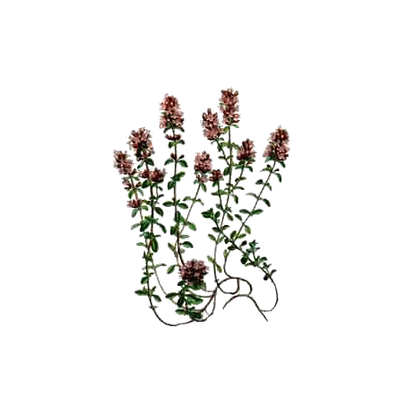 Huile essentielle Thym Thymol Bio (Thymus vulgaris)