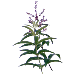 Huile essentielle Verveine Odorante bio (Lippia citriodora Kunte)