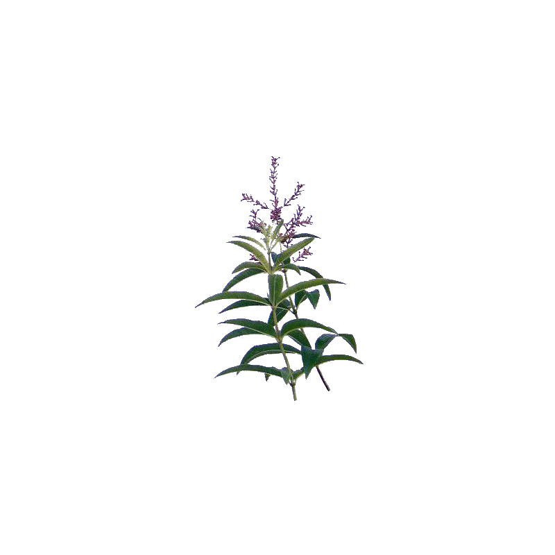 Huile essentielle Verveine Odorante bio (Lippia citriodora Kunte)