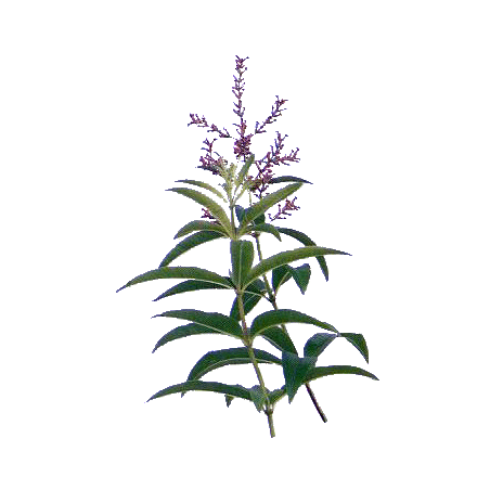 Huile essentielle Verveine Odorante bio (Lippia citriodora Kunte)