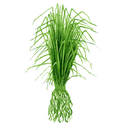 Huile essentielle Vétiver Bio (Vetiveria zizanioides)