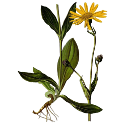 Huile végétale Arnica Montana en macérat Bio*