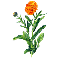 Huile végétale de Calendula en macérat Bio*