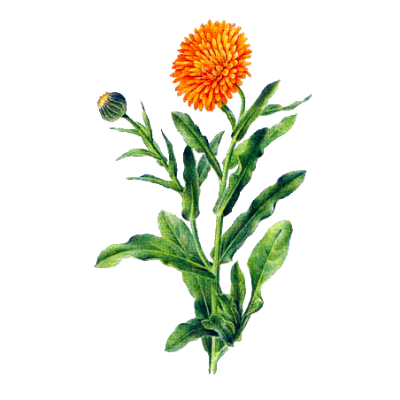 Huile végétale de Calendula en macérat Bio*