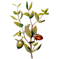 Huile végétale vierge de Jojoba Bio*