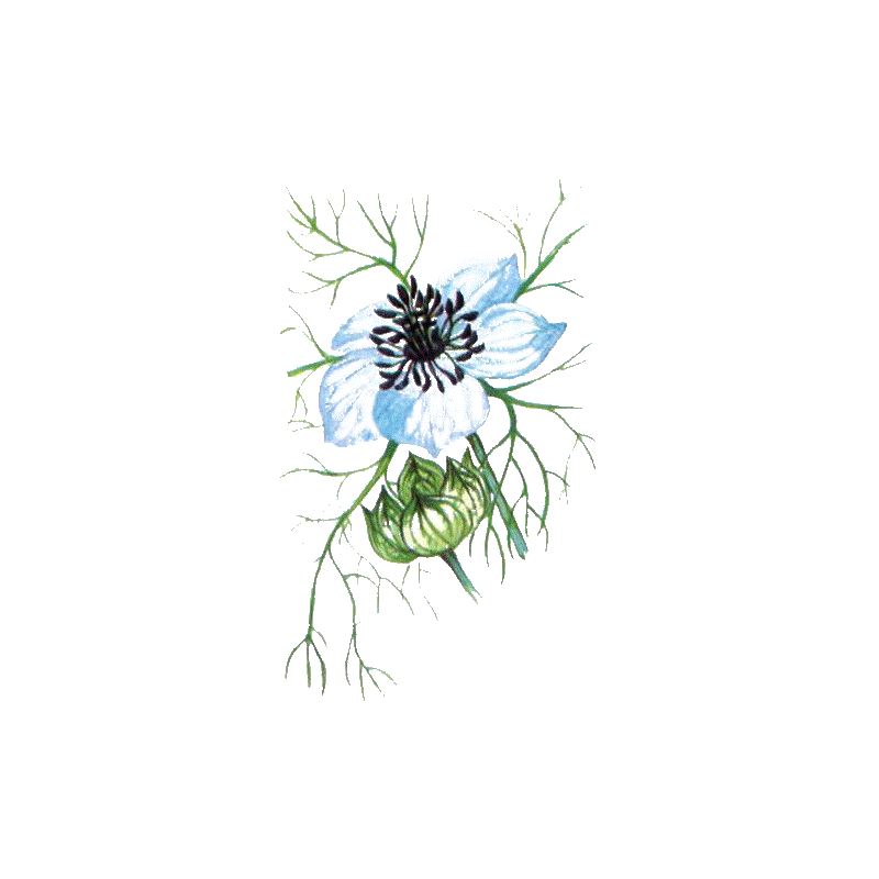 Huile végétale vierge de Nigelle Bio (cumin noir)*