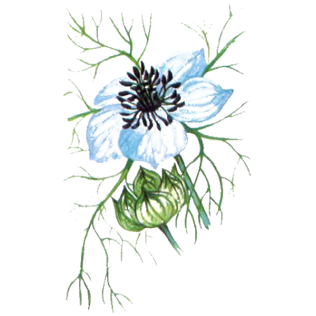 Huile végétale vierge de Nigelle Bio (cumin noir)*