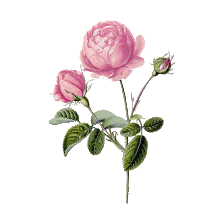 Huile végétale Vierge Rose Musquée du Chili Bio*