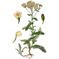 Hydrolat Achillée Millefeuillle Bio*