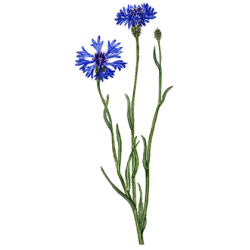 Hydrolat de fleurs de Bleuet bio*