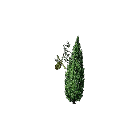 Hydrolat de Cyprès Bio