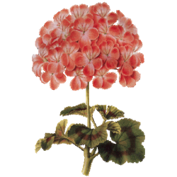 Hydrolat de Géranium Bourbon Bio
