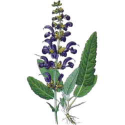 Hydrolat de Sauge Officinale Bio