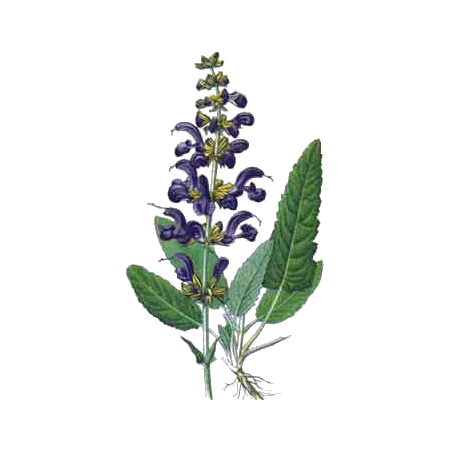 Hydrolat de Sauge Officinale Bio
