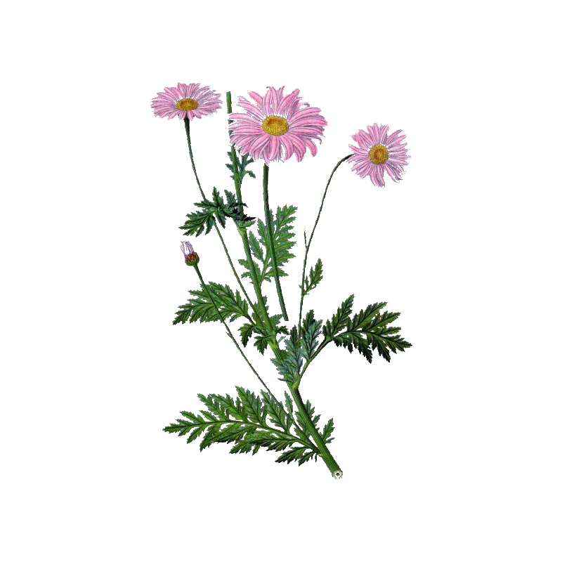 Hydrolat de Tanaisie Annuelle Bio (Camomille bleue)