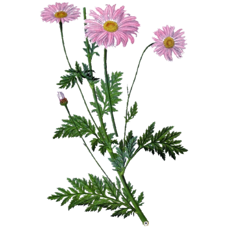 Hydrolat de Tanaisie Annuelle Bio (Camomille bleue)