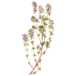 Hydrolat de Thym à Thujanol Bio