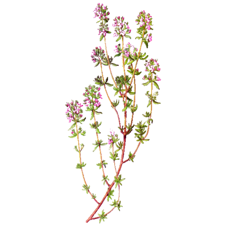 Hydrolat de Thym à Thujanol Bio