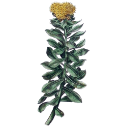 Rhodiola Rosea extrait en gélules (Sedum roseum)