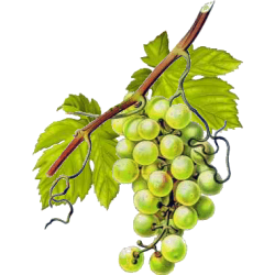Vigne Rouge Bio en gélules pour la circulation (Vitis vinifera)