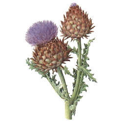 Artichaut bio en gélules pour le foie (Cynara scolymus)