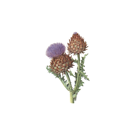 Artichaut bio en gélules pour le foie (Cynara scolymus)