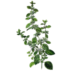 Mélisse Bio en gélules (Melissa officinalis)