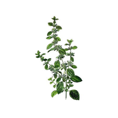 Mélisse Bio en gélules (Melissa officinalis)