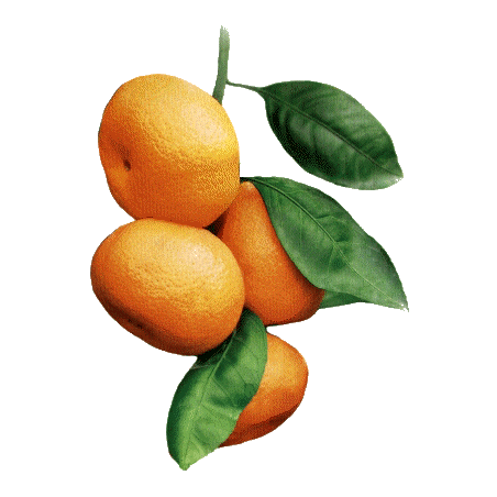 Huile essentielle Mandarine Rouge bio (Citrus reticulata Blanco)