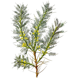 Astragale Bio en gélules (Astragalus membranaceus)