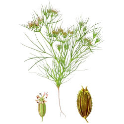Huile essentielle de Cumin (Cuminum cyminum)
