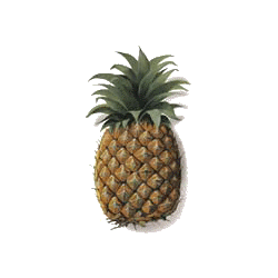 Bromélaine en gélules anti-inflammatoire naturel (Ananas comosus)