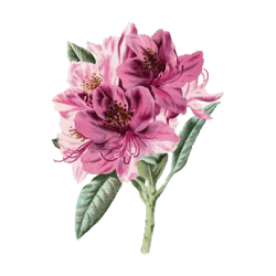 Huile essentielle Rhododendron sauvage bio (Rhododendron anthopogon)