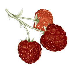 Cétones de Framboise en gélules