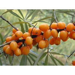 Argousier baies en gélules