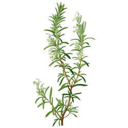 Romarin bio feuille en gélules (Rosmarinus officinalis)