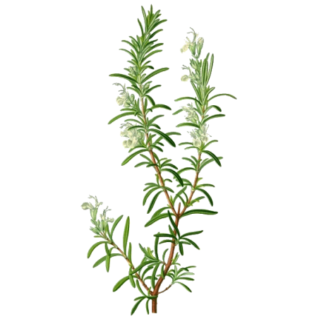 Romarin bio feuille en gélules (Rosmarinus officinalis)