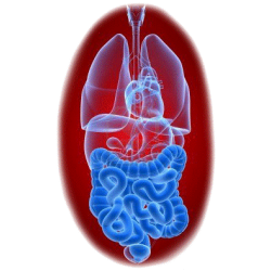 Balai Intestinal mélange en poudre Régénération
