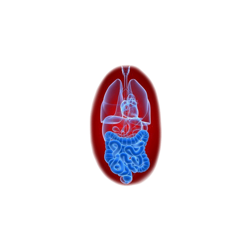 Balai Intestinal mélange en poudre Régénération