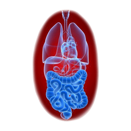 Balai Intestinal mélange en gélules Régénération